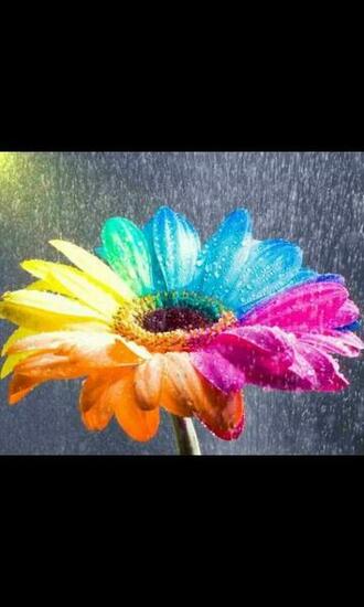 Rainbow Flower Live Wallpaper For Android