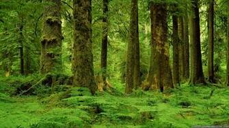 HD Forest Wallpaper