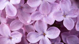 Lilac Color Background Wallpaper