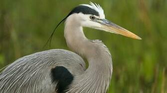 Heron Wallpaper