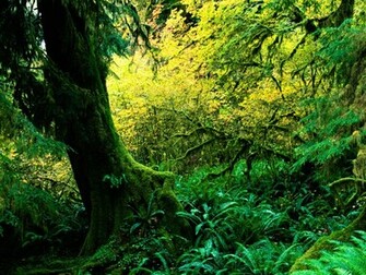 Rainforest Wallpaper HD