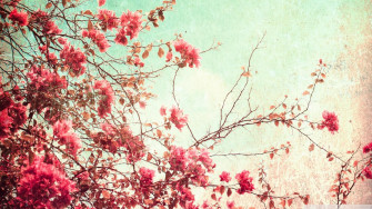 Top Best Aesthetic Flower Wallpaper For Desktop Pc Laptop