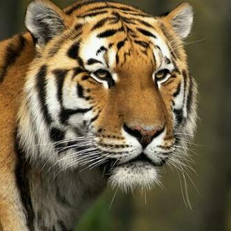 Tiger Wallpaper Siberian Or Amur