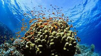 Home Underwater HD Wallpaper