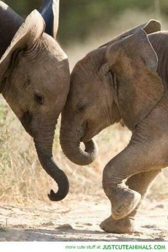 Cute Elephant Pictures Image High Quality Imagepo
