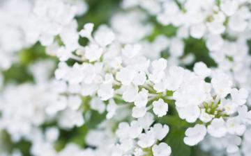 White Flowers