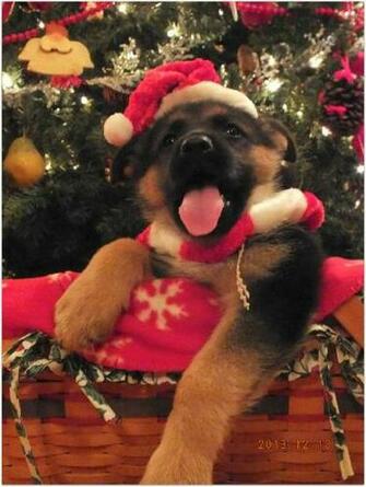 Sonni Ann Gavin On German Shepherd Dressed Up