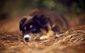 Australian Shepherd Puppy HD Wallpaper