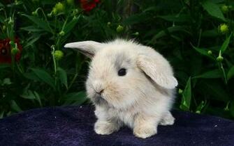 Cute White Rabbit Wallpaper Full HD