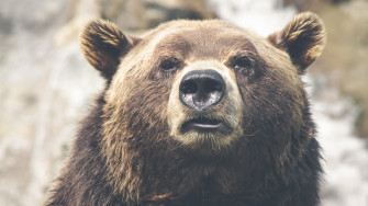HD Bear Wallpaper