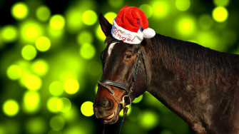 Cute Horse Wallpaper