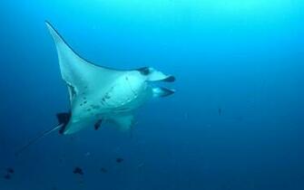 Image Gallery Stingray Wallpaper