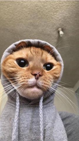 Ana Mileva On Wallpaper Cute Animals Cat