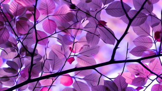 Purple Tree Wallpaper