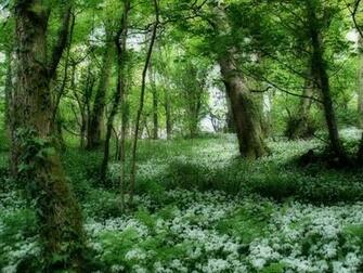 Forest Wallpaper Desktop