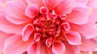 Wallpaper Flowers For Desktop Full Screen
