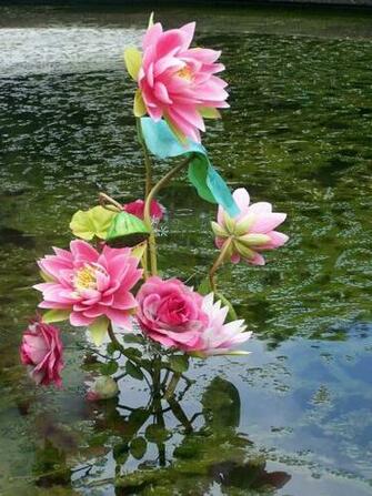 Kamal Ka Phool Wallpaper HD