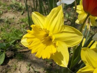 Happy Spring Desktop Pc And Mac Wallpaper Alhomat Magz
