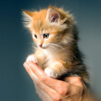 Animal Cute Kitten Cat Nature iPad Air Wallpaper