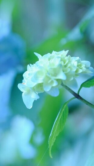 White Hydrangea The iPhone Wallpaper