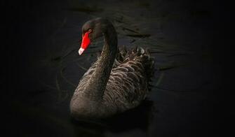 Black Swan 4k Ultra HD Desktop Wallpaper