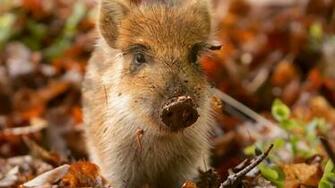 Set As Desktop Background Wallpaper Animals Pigs Pig