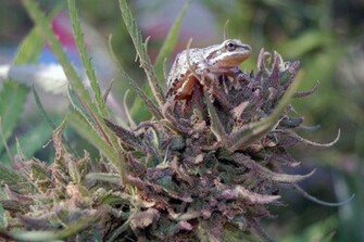 Daily Wallpaper Outdoor Purple Kush