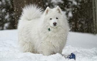 Dog Snow White Winter Wallpaper