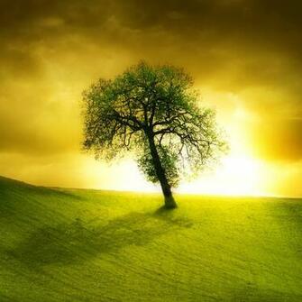 Pics Photos Wallpaper Trees Beautiful Tree Image