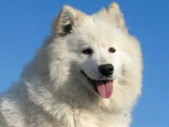 Samoyed Wallpaper