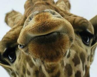 Animal Wallpaper Giraffe