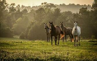Wild Horses Wallpaper Desktop
