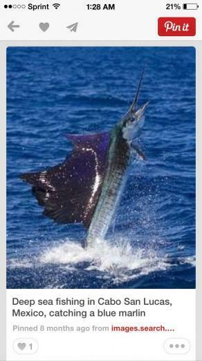Fish Fishing Tuna Sailfish Marlin Ocean Saltlife Pelagic Sportfish