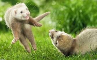 Mink Animals Wallpaper Open Walls