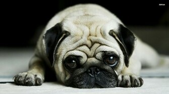Pug Wallpaper