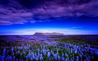 Wallpaper Lupin Field