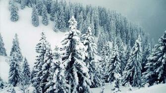 Winter Trees Wallpaper