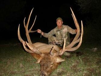 Bull Elk Fighting Wallpaper Monster