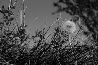 Dandelion Black And White By Kira7695