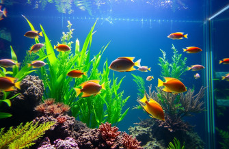 Aquarium HD 1080p Wallpaper