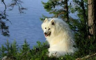 Samoyed Dog Wallpaper New HD