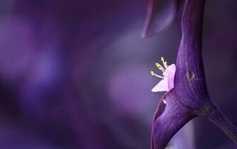 Violet Flowers Wallpaper HD Pictures One