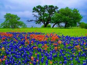 Bluebonnet HD Wallpaper Wallpaperask