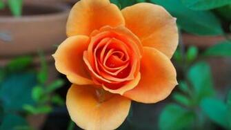 Orange Rose Wallpaper iPhone Android Desktop Background