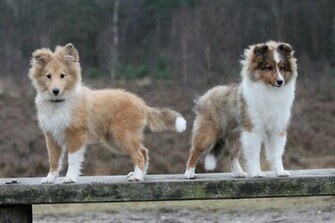 Two Sheltie Puppy On A Wooden Bench Wallpaper And Image