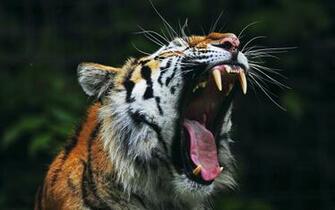 Tiger Big Mouth Wallpaper