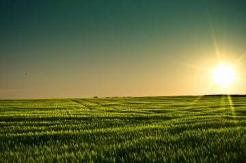 Summer Field Background Grain Wallpaper