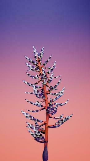 Wallpaper iPhone X Flower Ios11 Retina 4k