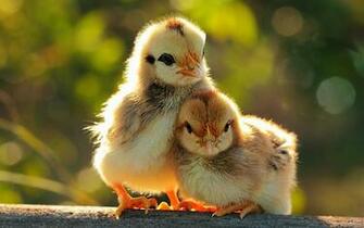 Chicks Wallpaper