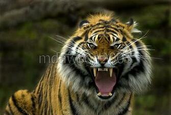 Image Gallary Angry Tiger Face Pictures Wallpaper